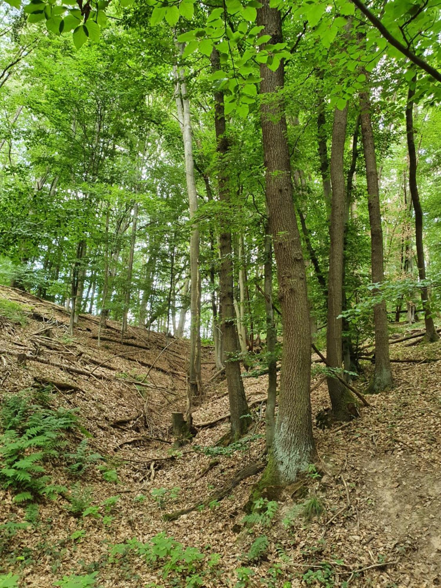 Landleben - Ferienhaus 2 Fritzlar Dış mekan fotoğraf
